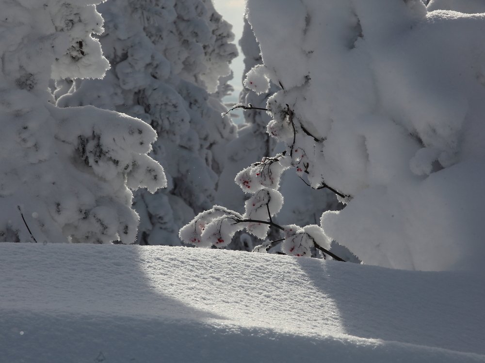 Photograph by Александр Полюдов