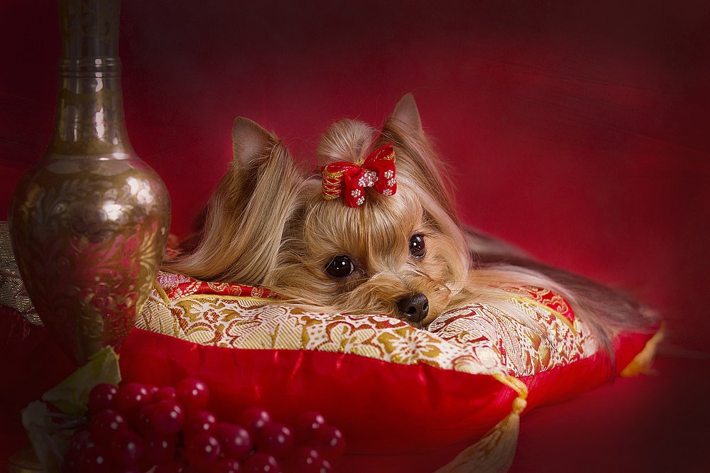 Photograph by Волгина Елена