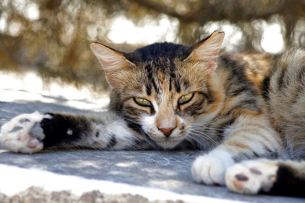 Фотография автора  Галина