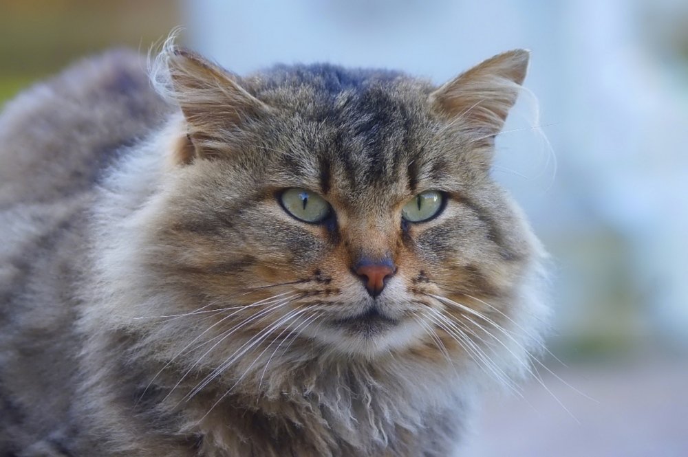 Фотография автора  Галина