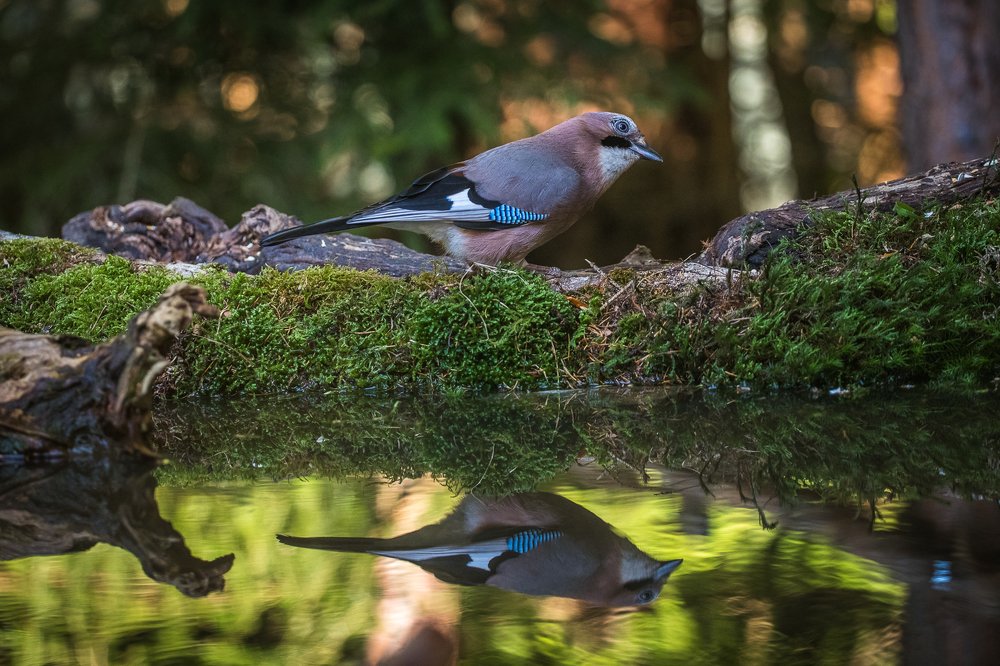 Mirrored Jay