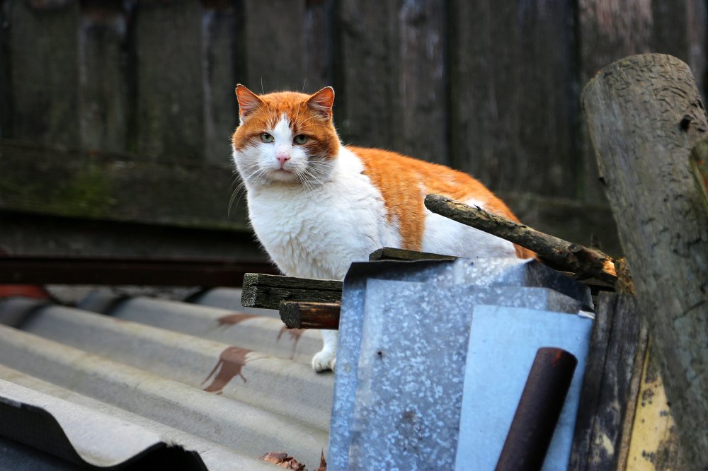 Photograph by Андрей Румянцев