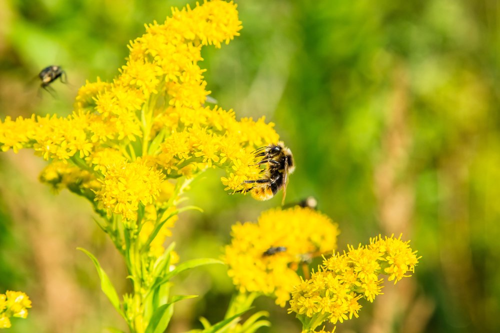 Пчела на цветке