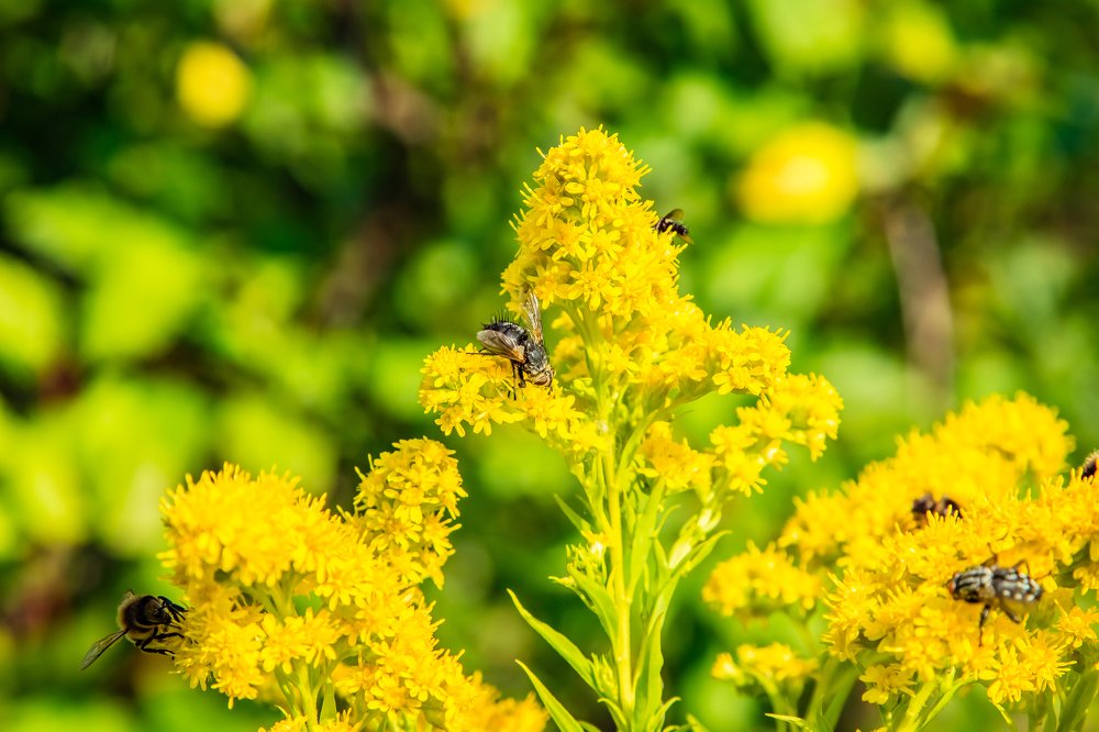 Сбор нектара