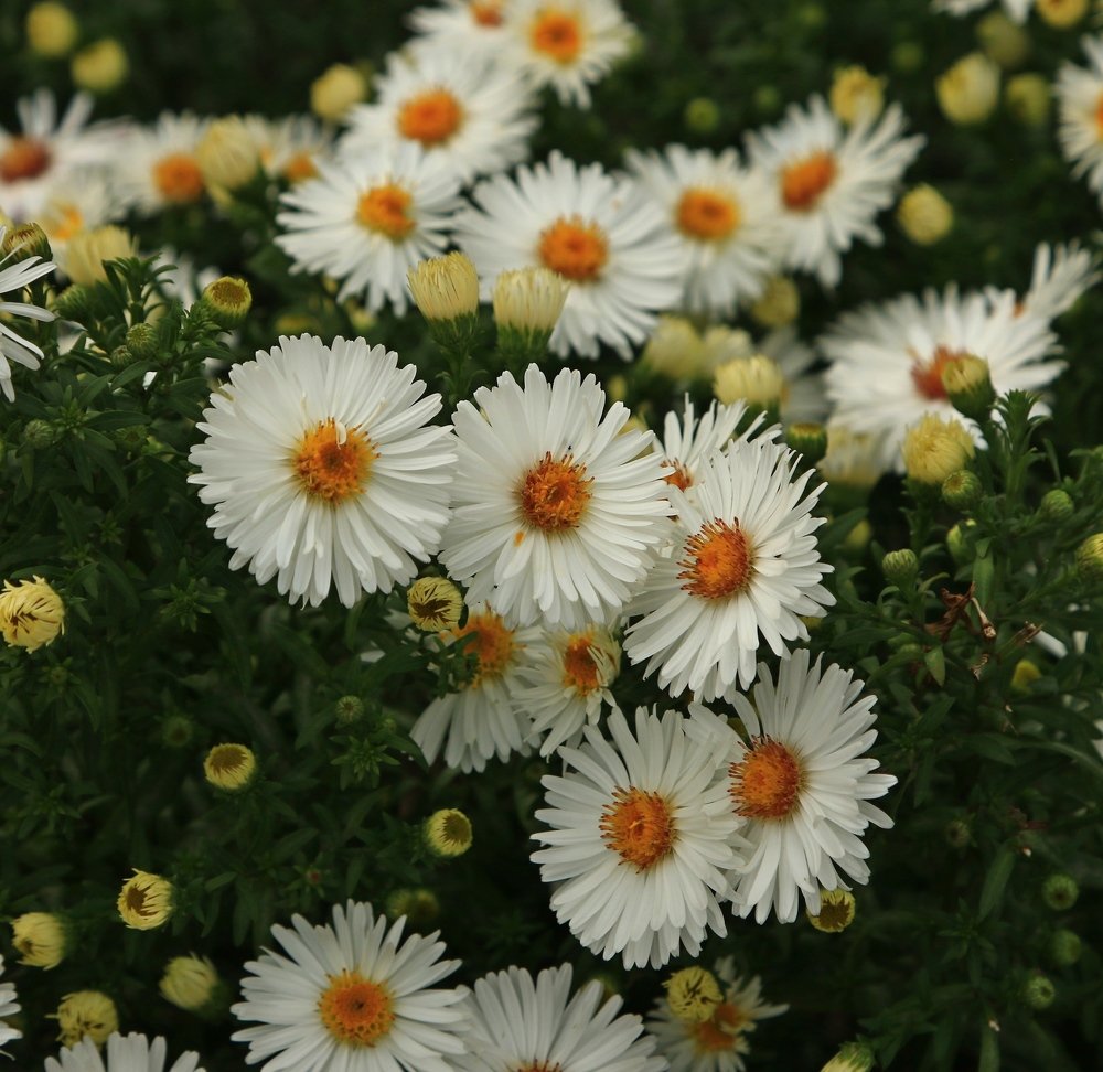 Photograph by Игорь Куленко