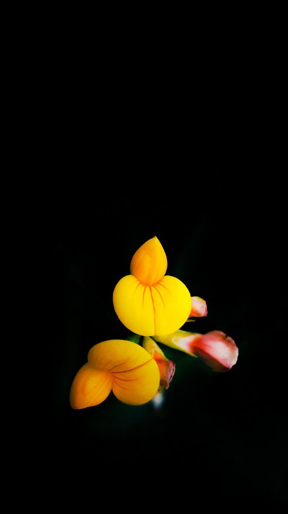 Фотография автора Alipour mohammad