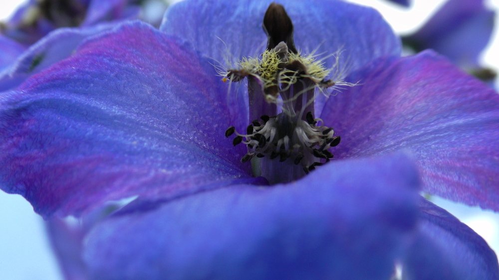 Фантастический цветок