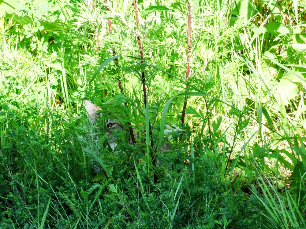 Photograph by Григорий Сергеевич