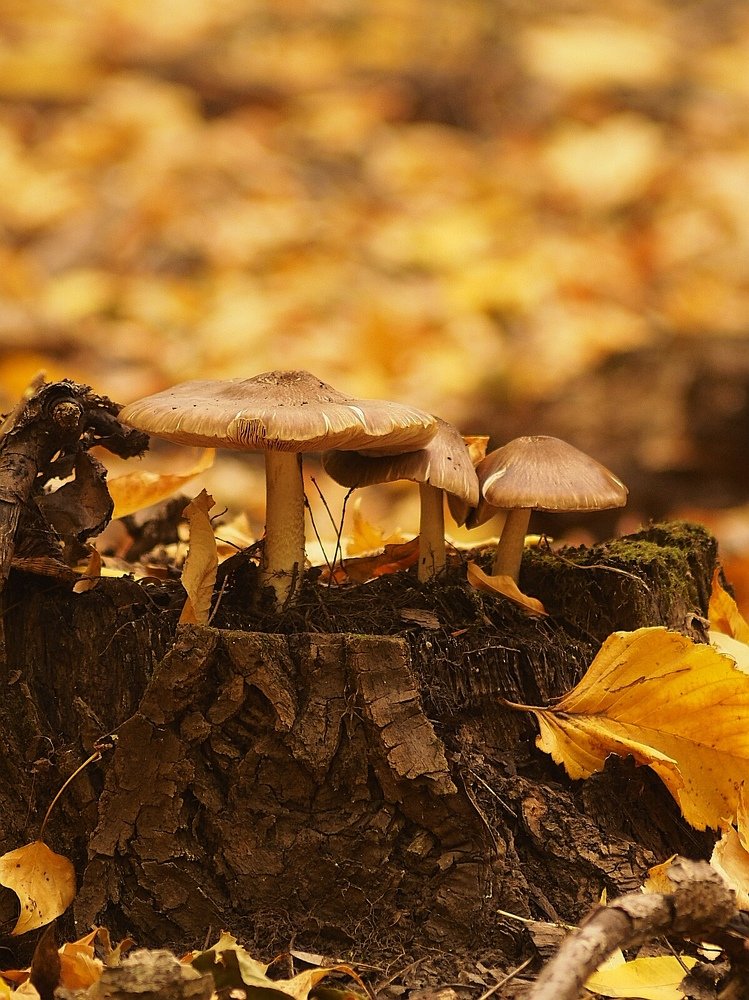 Photograph by Светлана Шибаршина