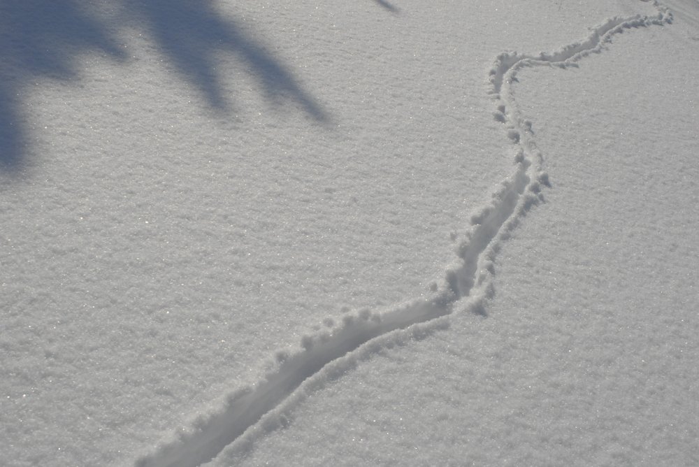 След, но чей?