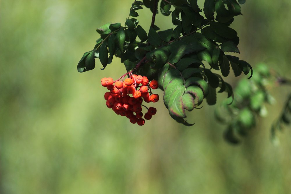 Фотография автора Дарина