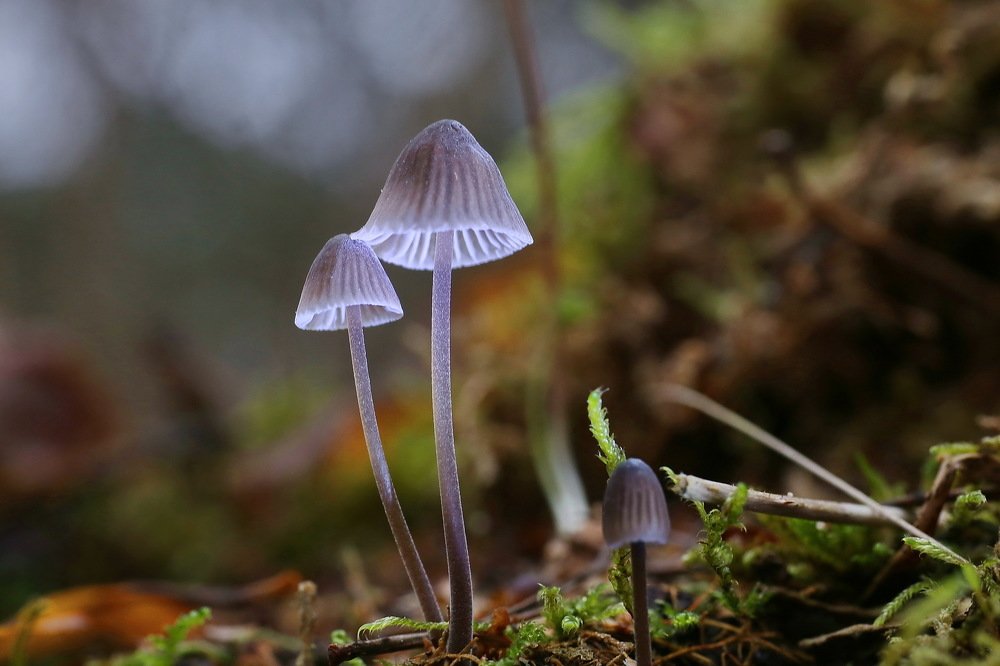 Лесной торшер