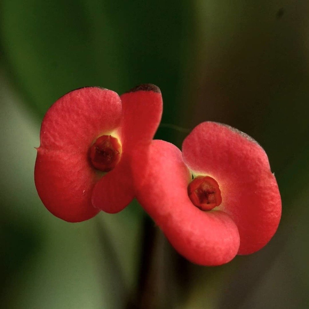 Photograph by Karina Elena Bergagna