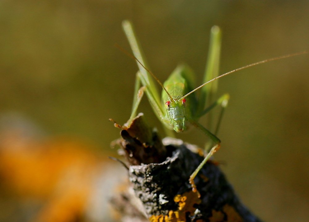 Нучто, в шахматишки?!