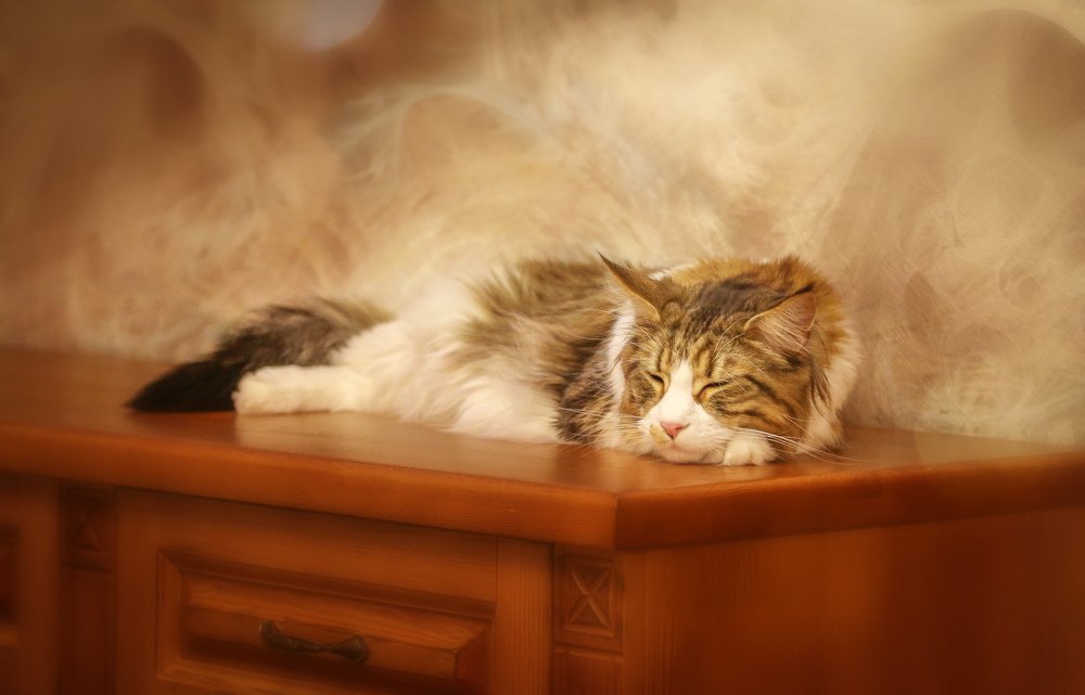 Photograph by Мария Самохина