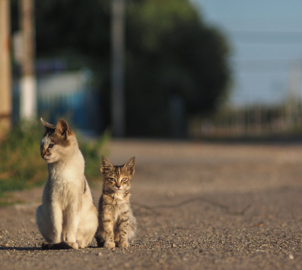Photograph by Светлана Шибаршина