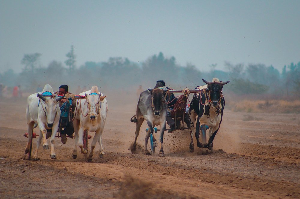 Traditional Bull Cart Race