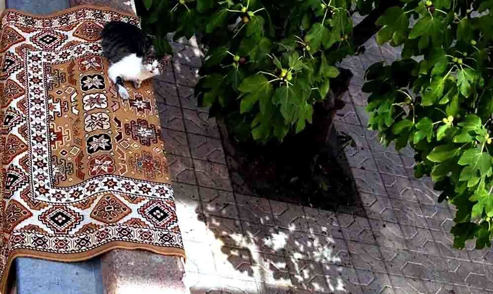 Photograph by shabnam moghadam