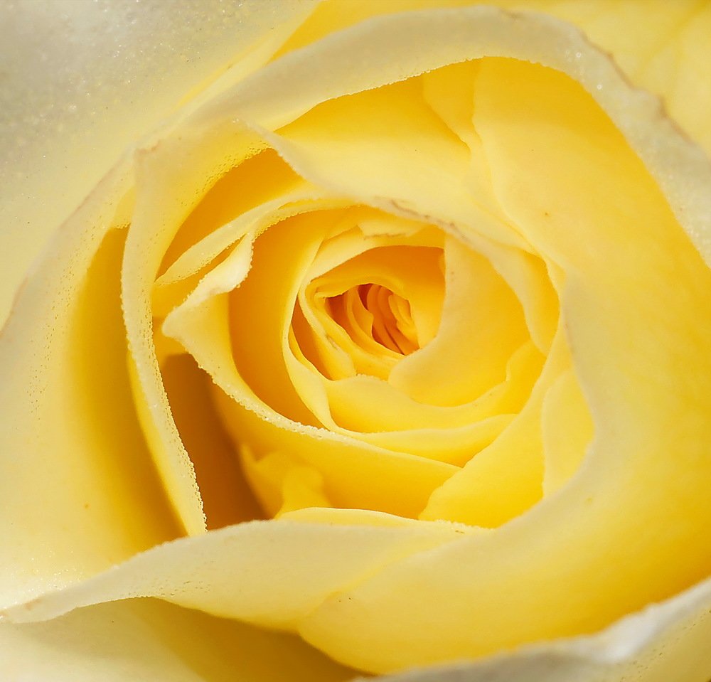 Rose qui n'est pas rose.