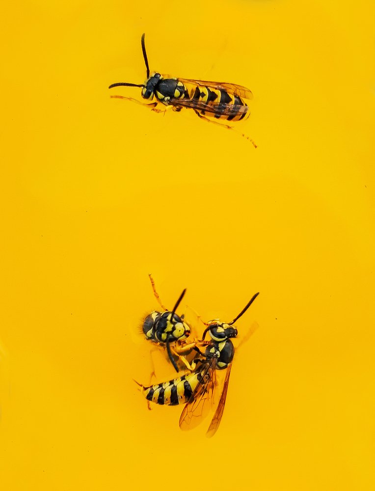 Photograph by Farshad Yazdankhah