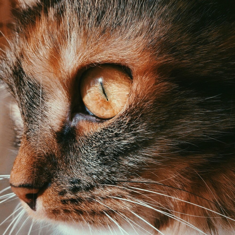 Photograph by Дарья Довгаль