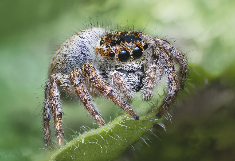 Carrhotus xanthogramma