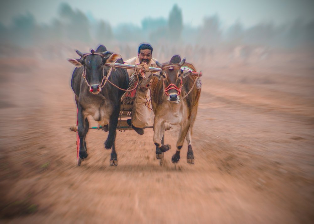 Traditional Bullock Cart Race