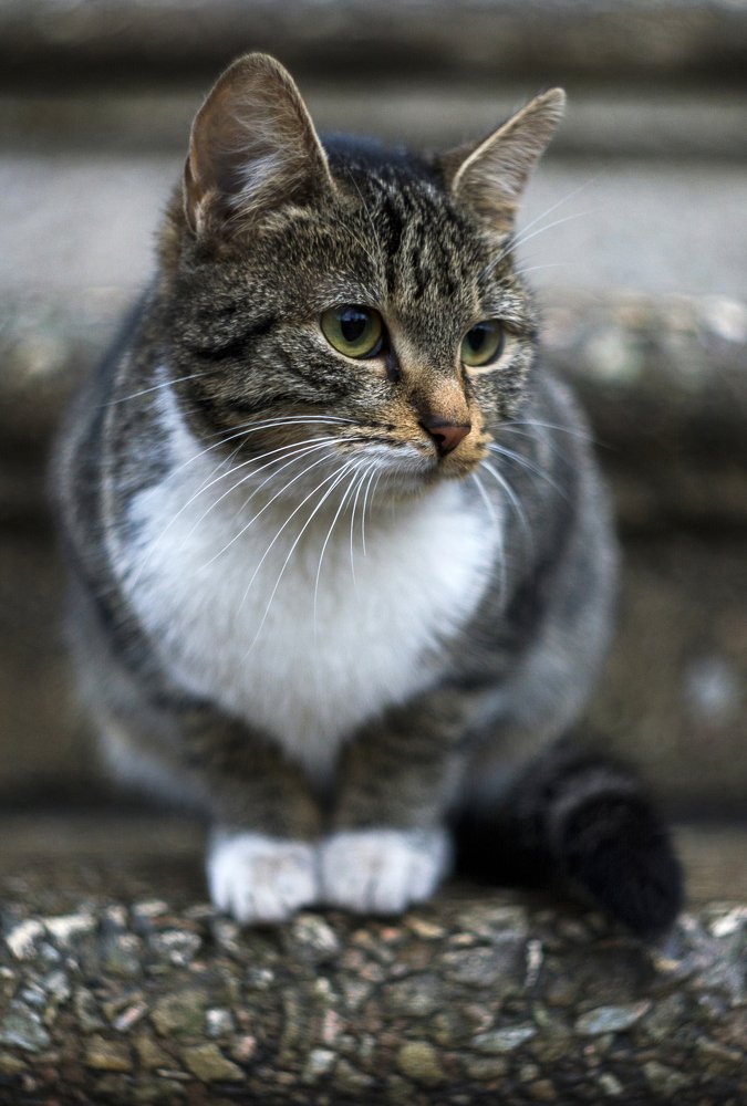 Фотография автора Vakhtangi Janjgava