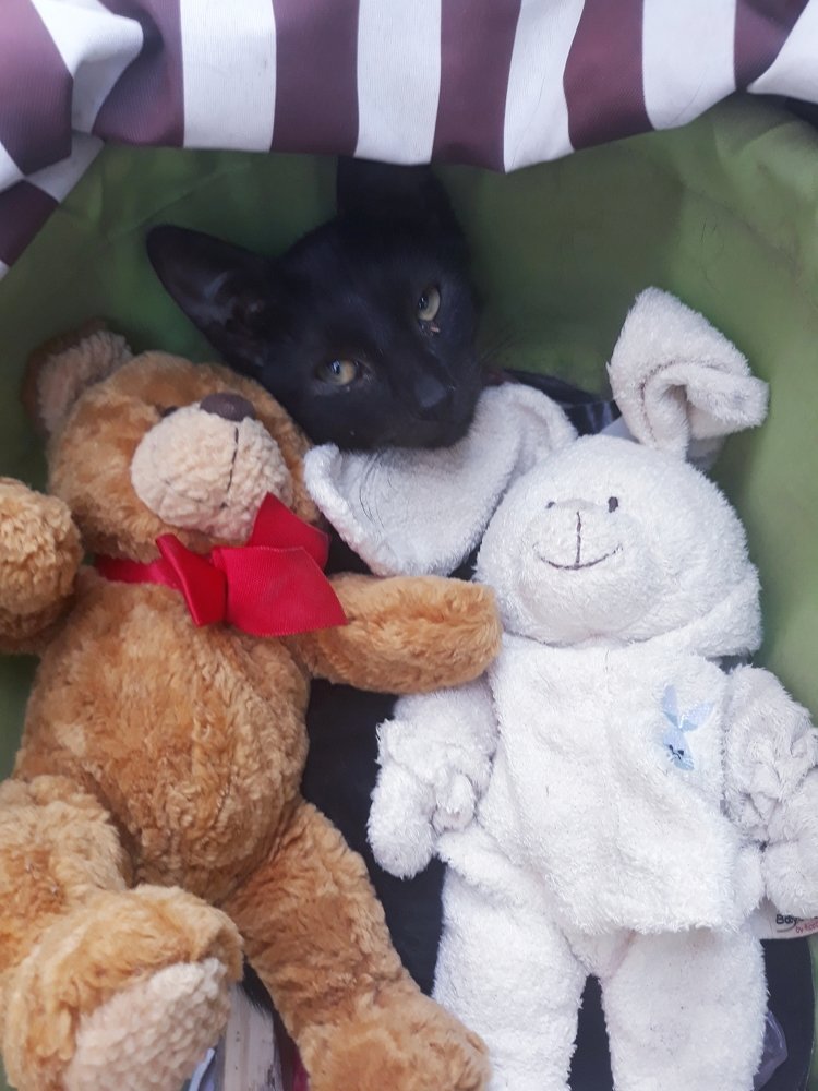 All Hannah's pets