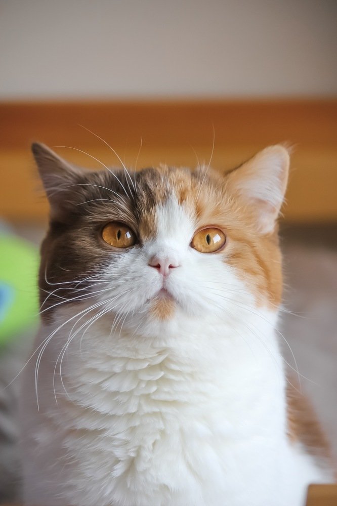 Фотография автора Lujza Stoklas