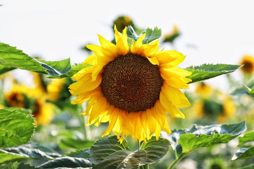 Кубанское солнце