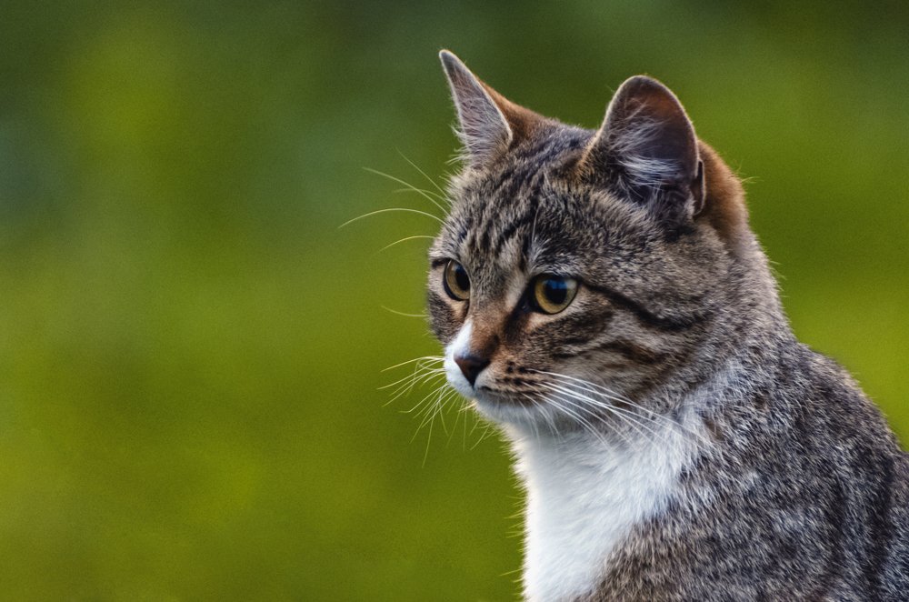 Photograph by Илькин Салимов