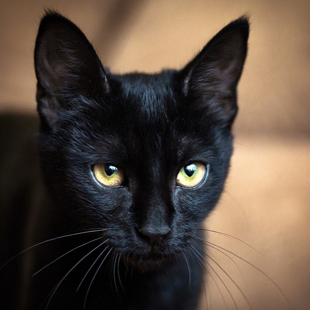 Котёнок со взглядом пантеры