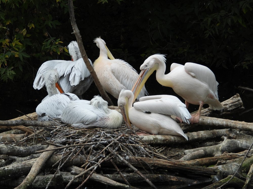 Пеликанье гнездо