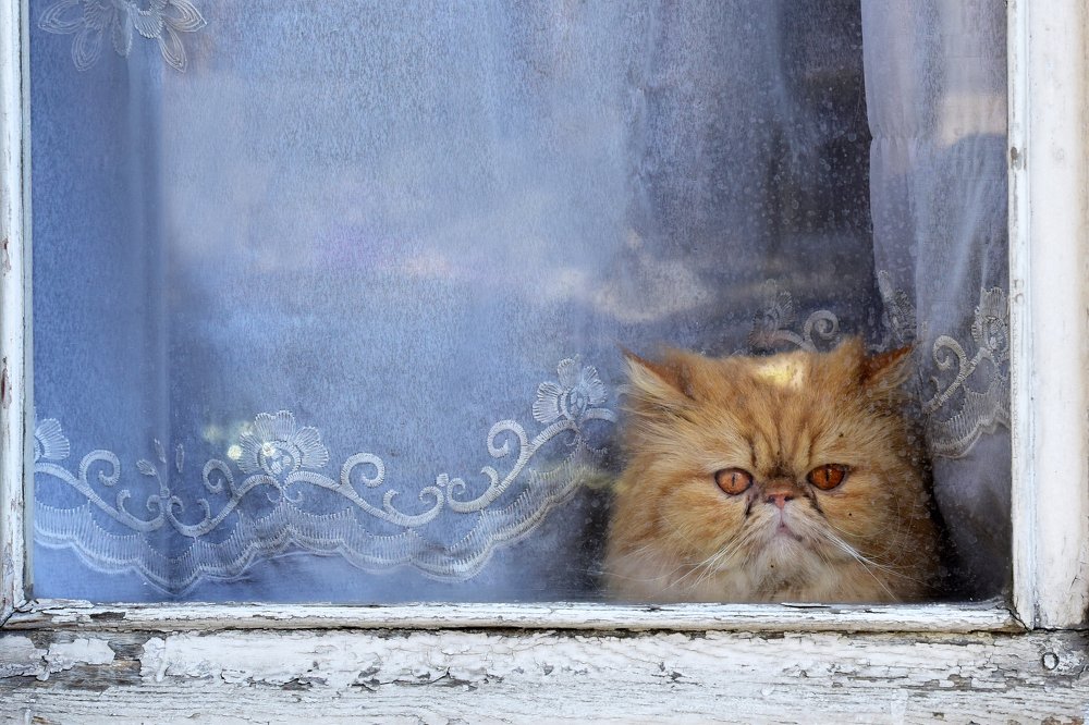 Photograph by SI SABER LOTFI