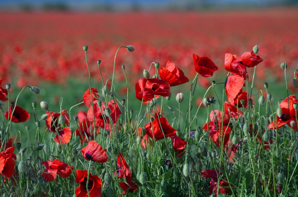 Фотография автора Марина Савчиц