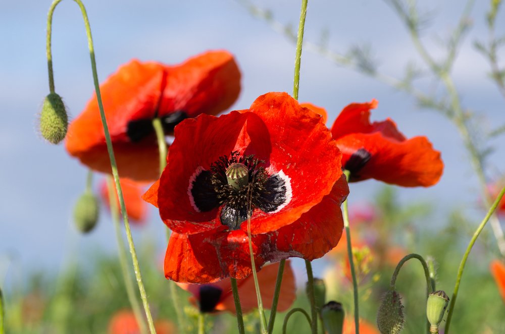 Фотография автора Марина Савчиц
