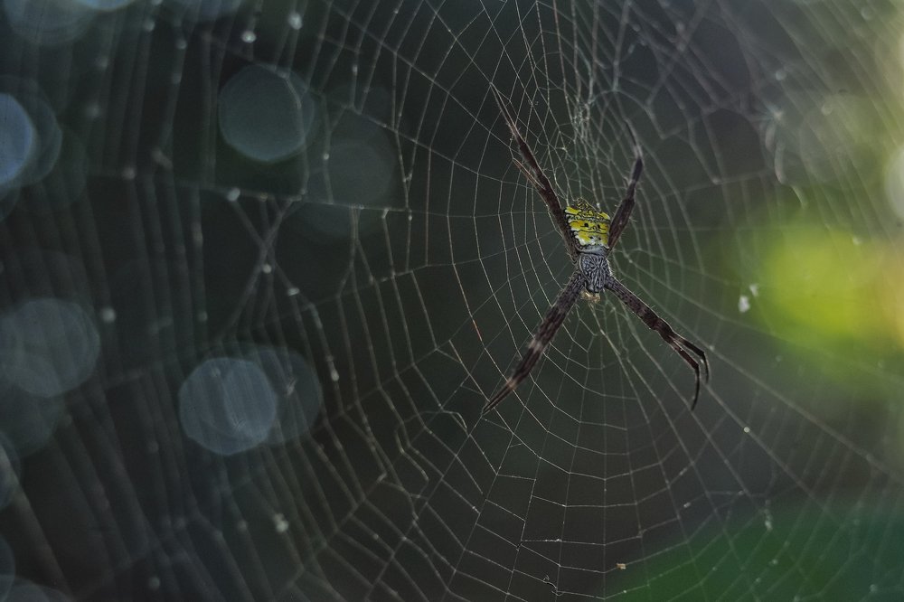 Photograph by Gusman Lynn Lee