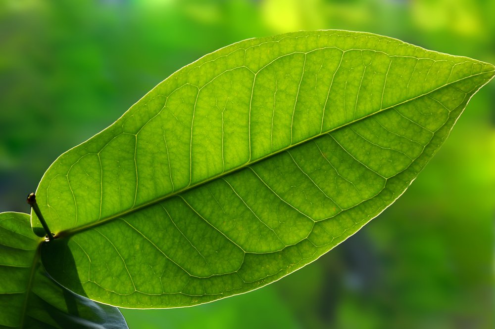 Art of the natural green leaf (02)