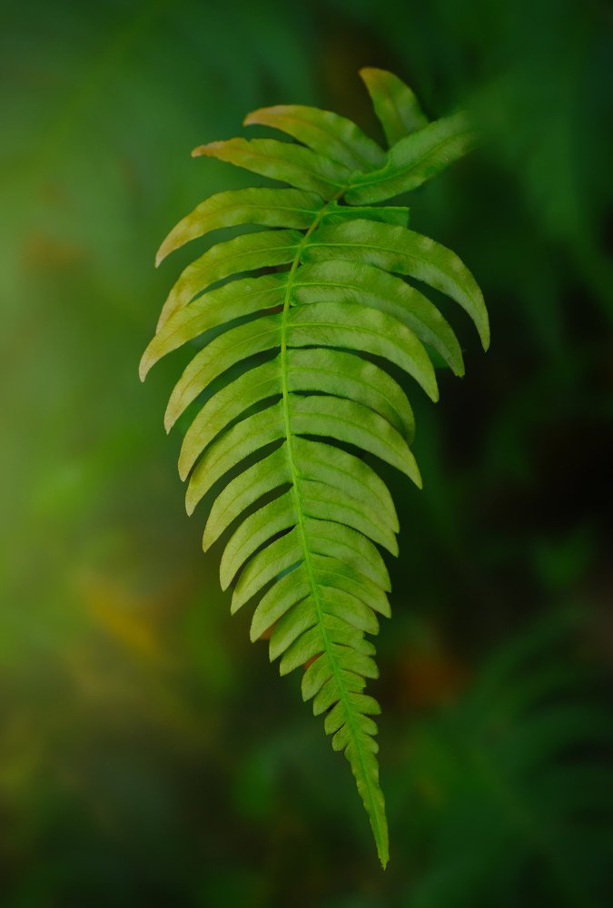 Art of the natural green leaf (01)