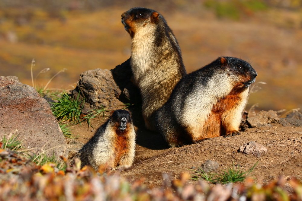 Черношапочный сурок