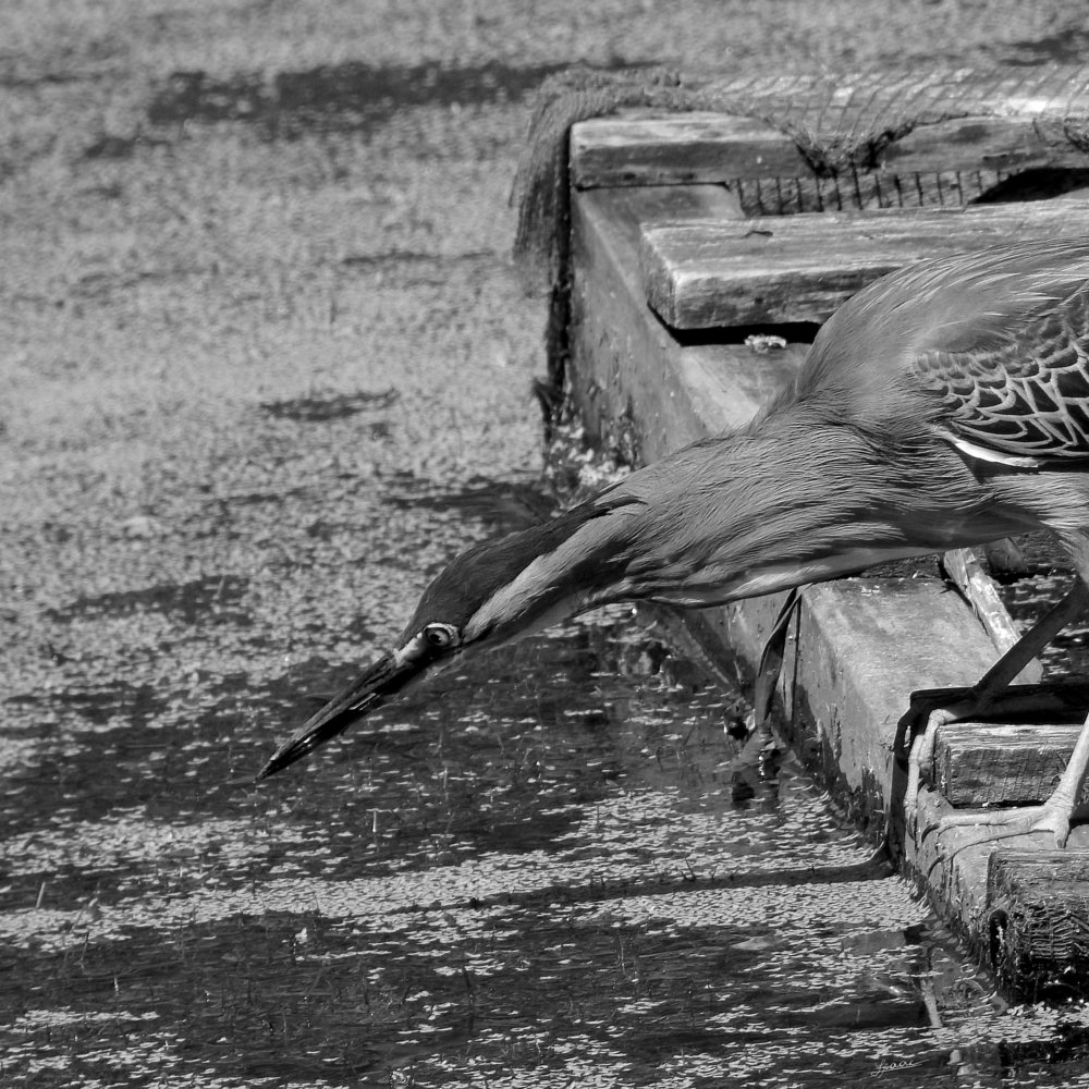 Photograph by Isaac Pimentel