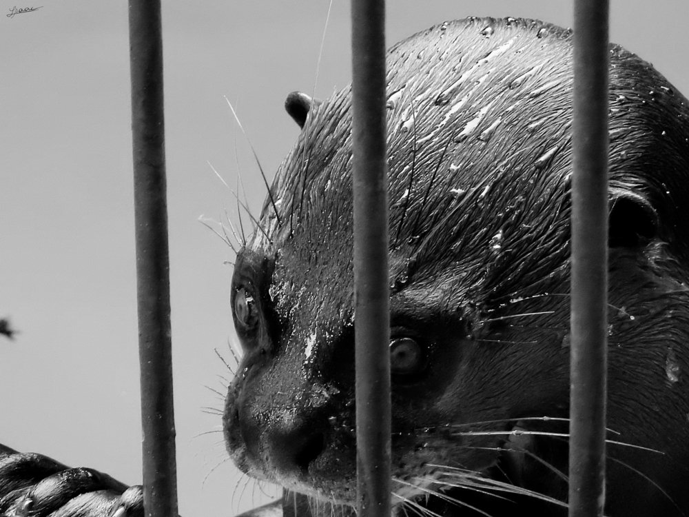 Photograph by Isaac Pimentel