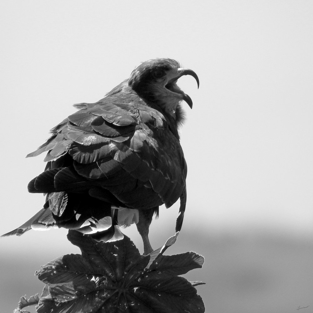 Photograph by Isaac Pimentel