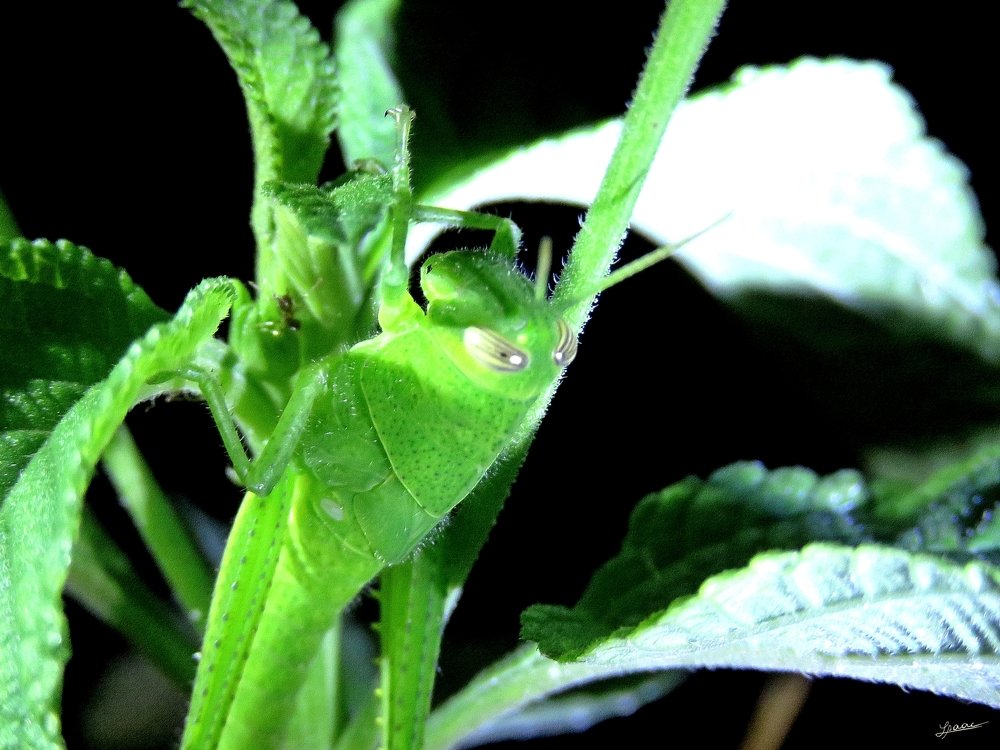 Photograph by Isaac Pimentel