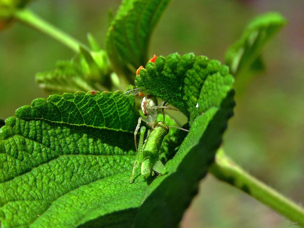 Photograph by Isaac Pimentel