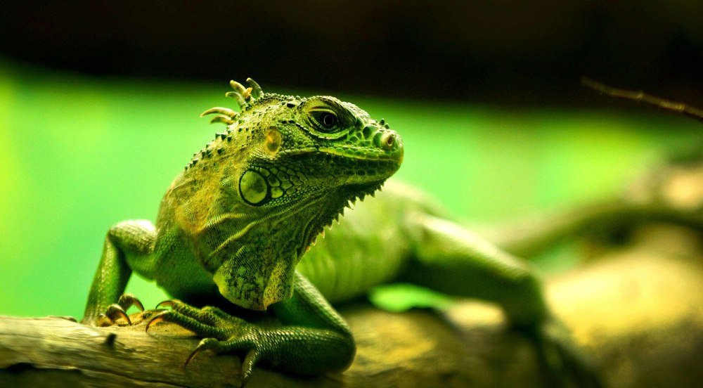 Photograph by Мукеш Шарма