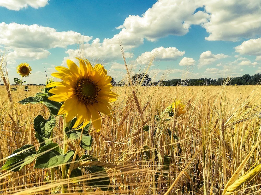 Photograph by Светлана Шибаршина