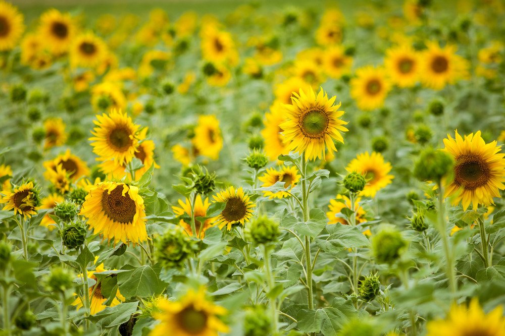 Photograph by Галина Канеева