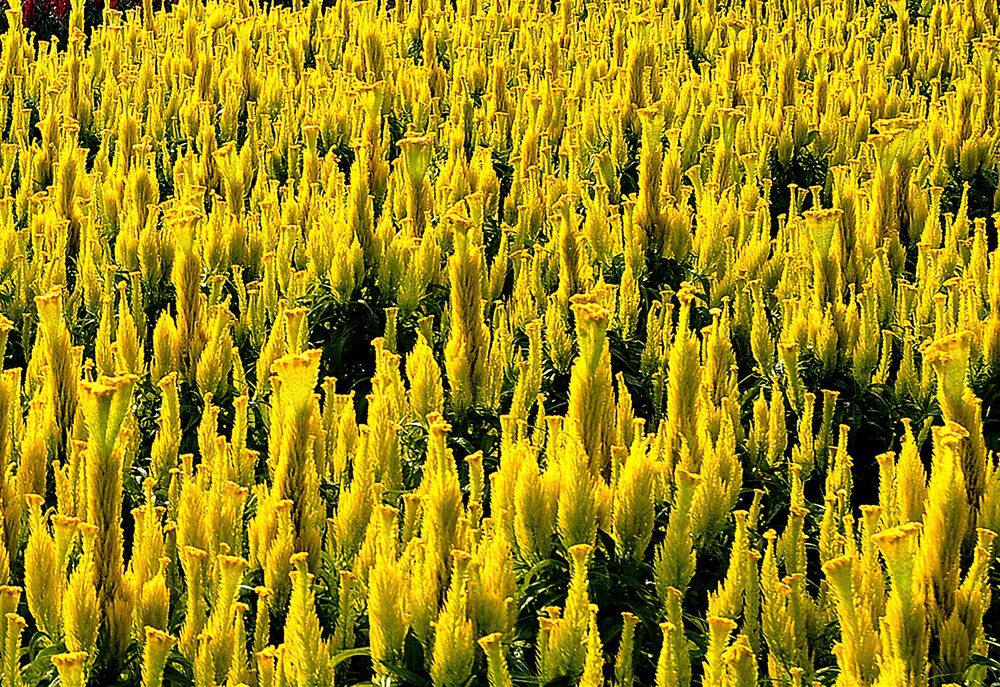 Photograph by MỸ THUẬN HUỲNH